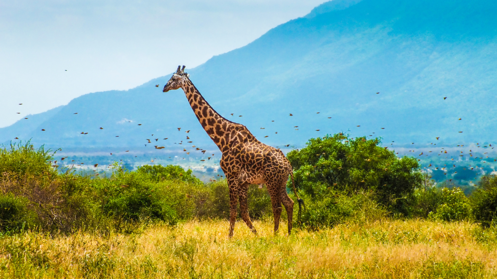 kenya